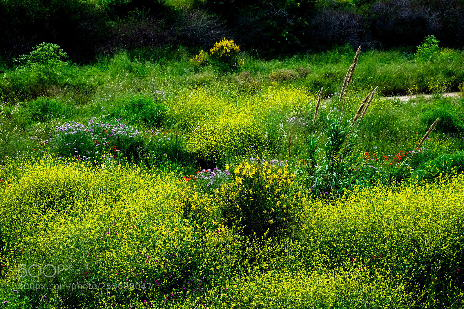 Fujifilm X-T10 sample photo. Dsf photography