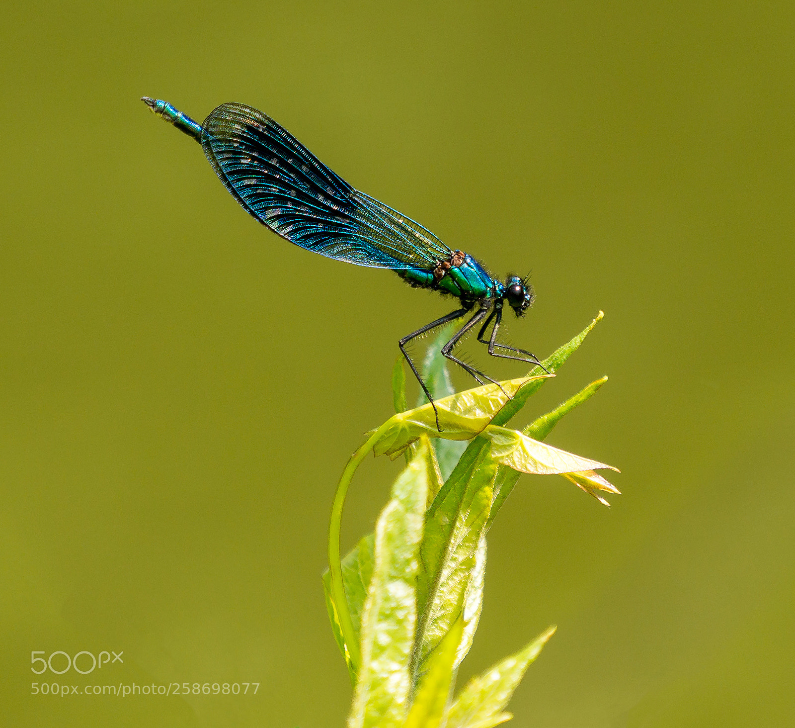Sony a6000 sample photo. Geb nderte prachtlibelle photography