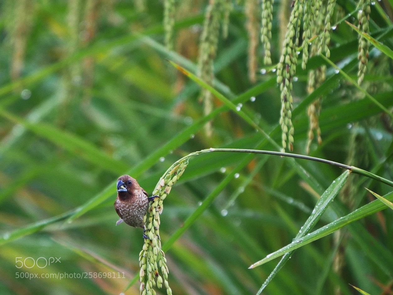 Panasonic Lumix DMC-GH4 sample photo. Deep into the rice photography