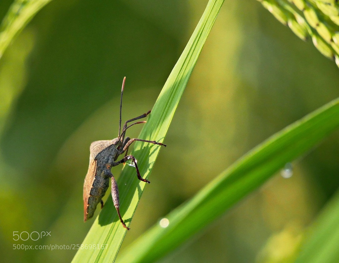 Panasonic Lumix DMC-GH4 sample photo. Deep into the rice photography