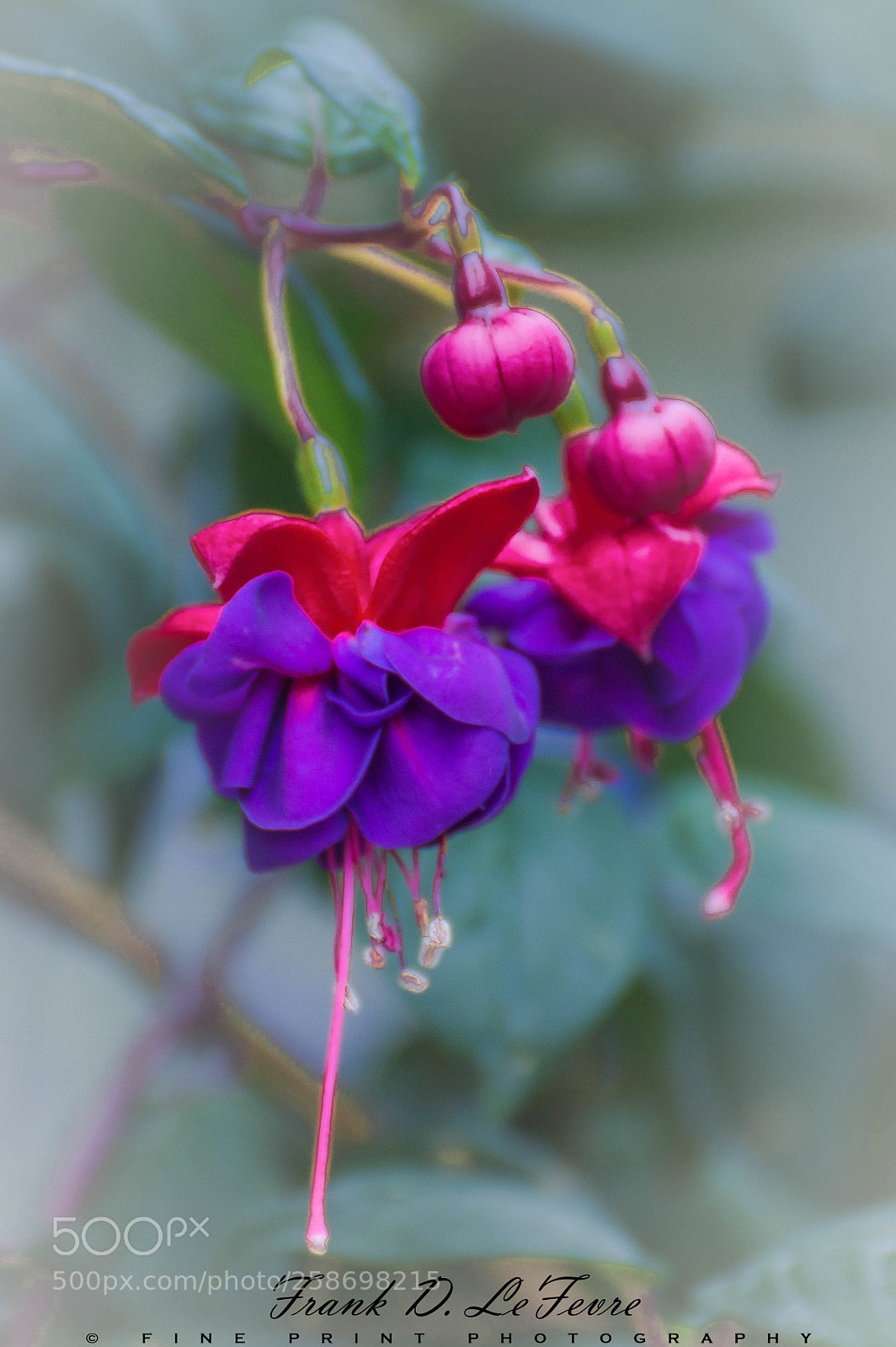 Nikon D3200 sample photo. "more fuchsia, please!" (2018) photography