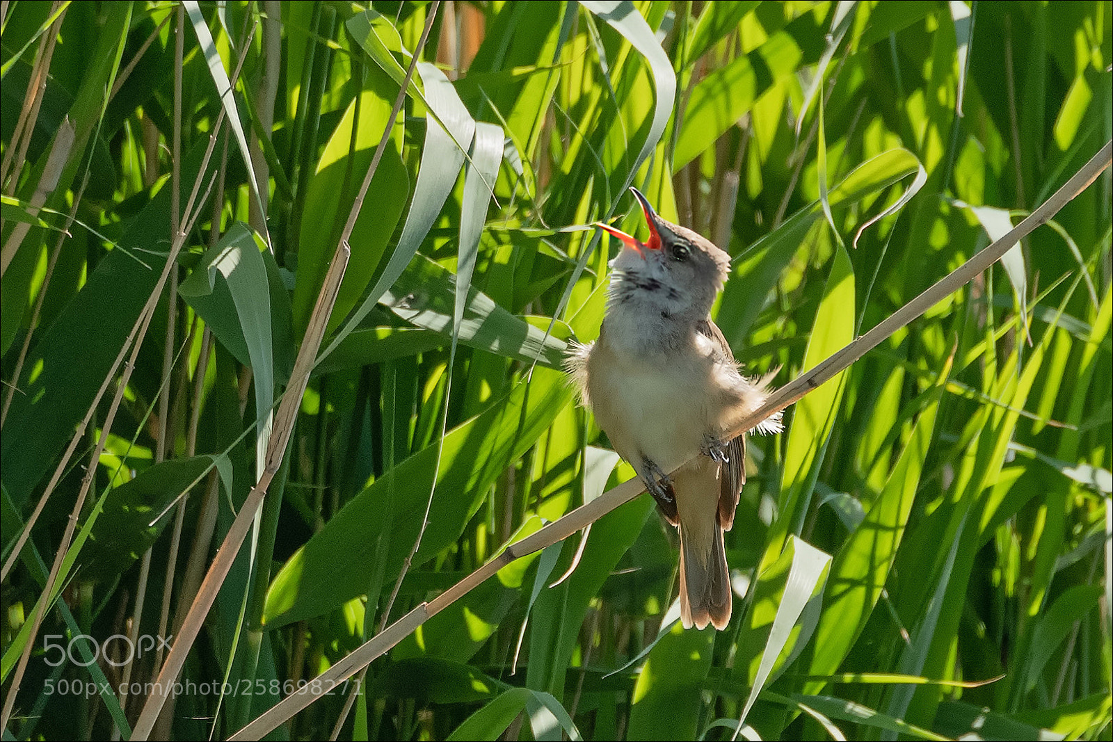 Nikon D850 sample photo. Great reed warbler drosselrohrs photography