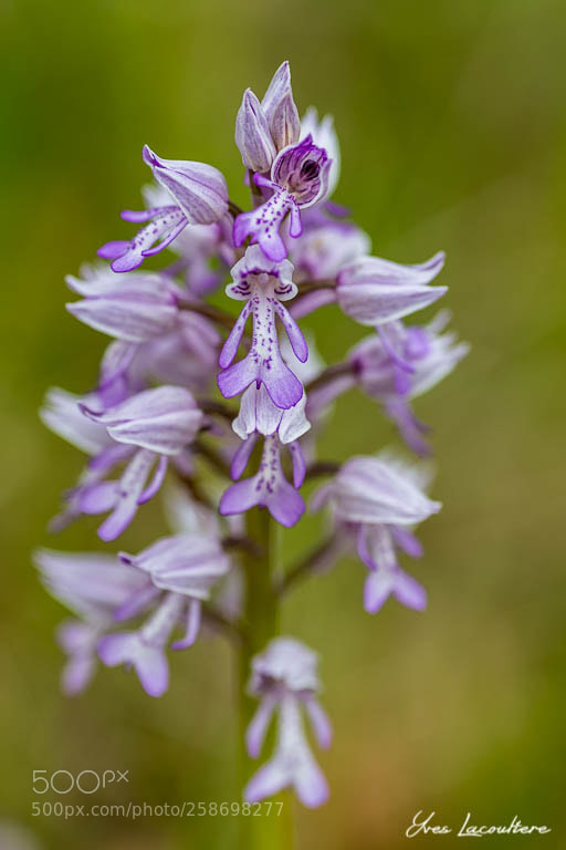 Nikon D500 sample photo. Orchis militaris photography