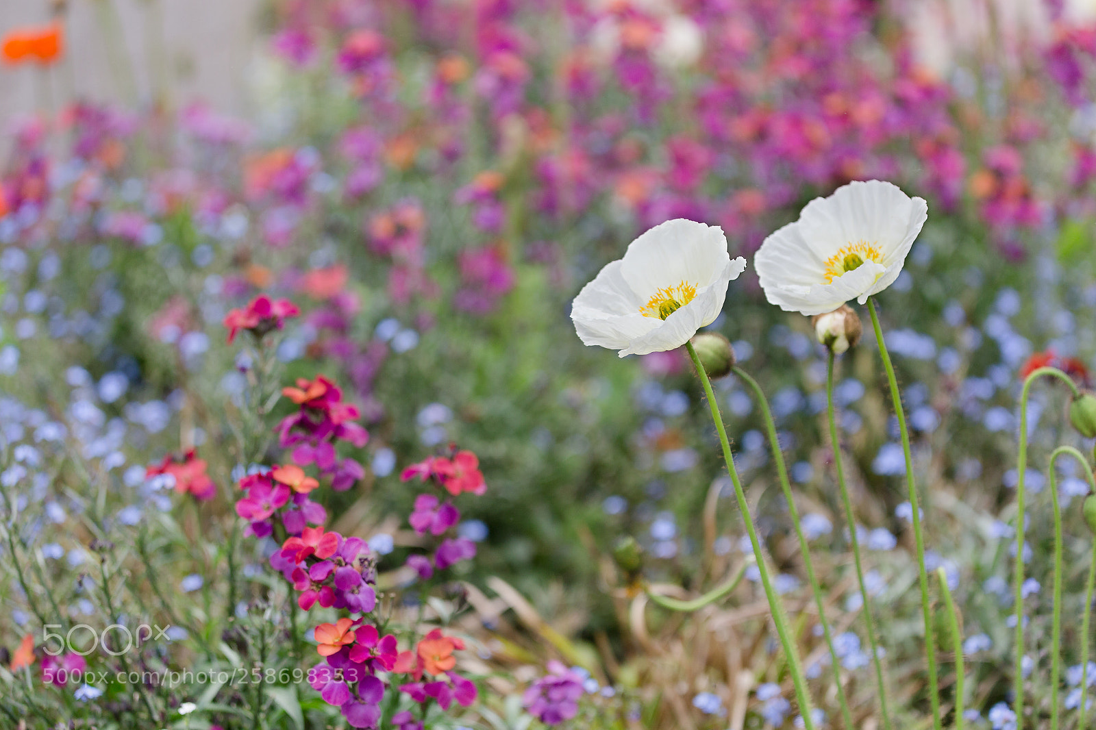 Canon EOS 6D sample photo. Coquelicots blancs photography