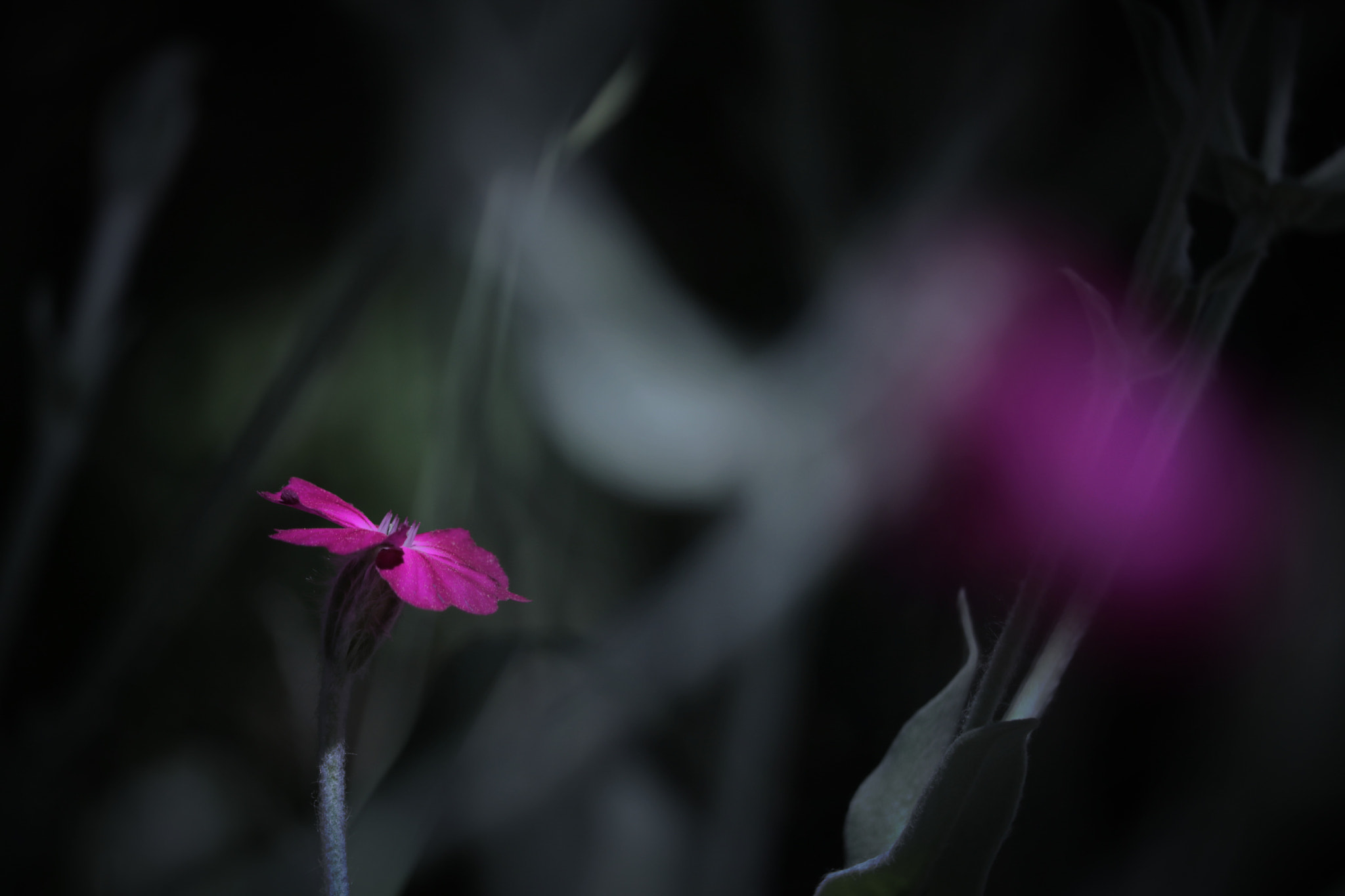Canon EOS 750D (EOS Rebel T6i / EOS Kiss X8i) sample photo. Gloom of flower photography