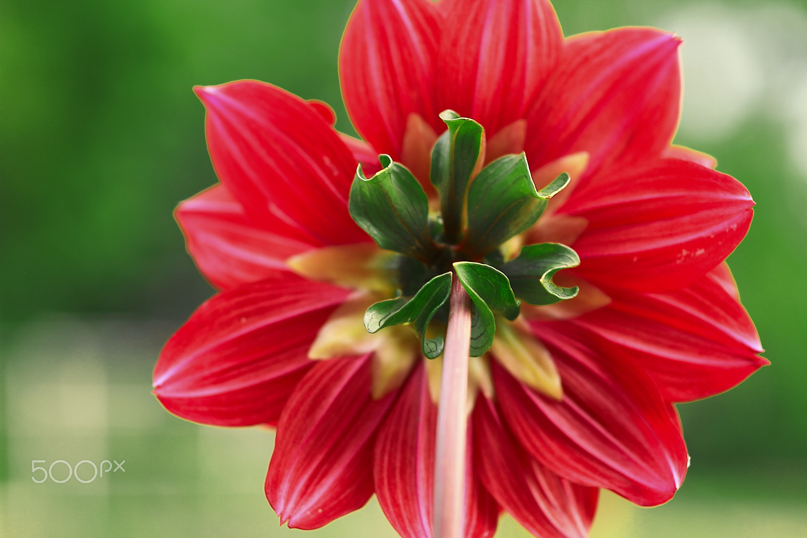 Canon EOS 7D + Canon EF 50mm F1.8 II sample photo. Back of flower photography