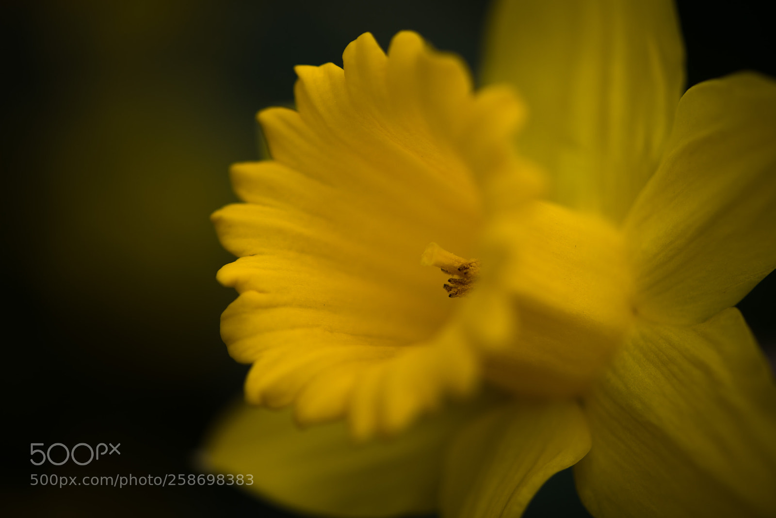 Nikon D800 sample photo. Jaune photography