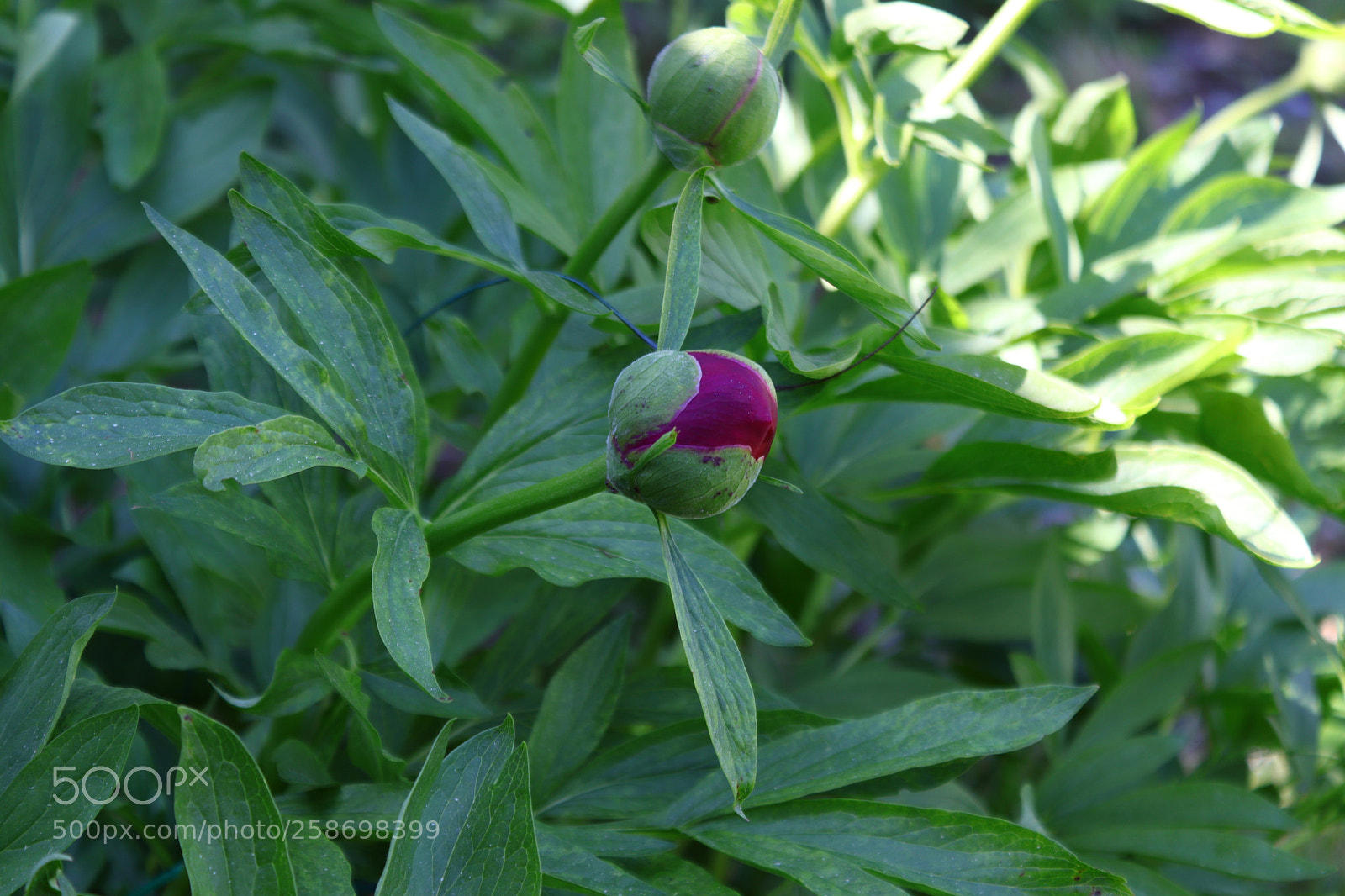 Canon EOS 77D (EOS 9000D / EOS 770D) sample photo. Untitled photography