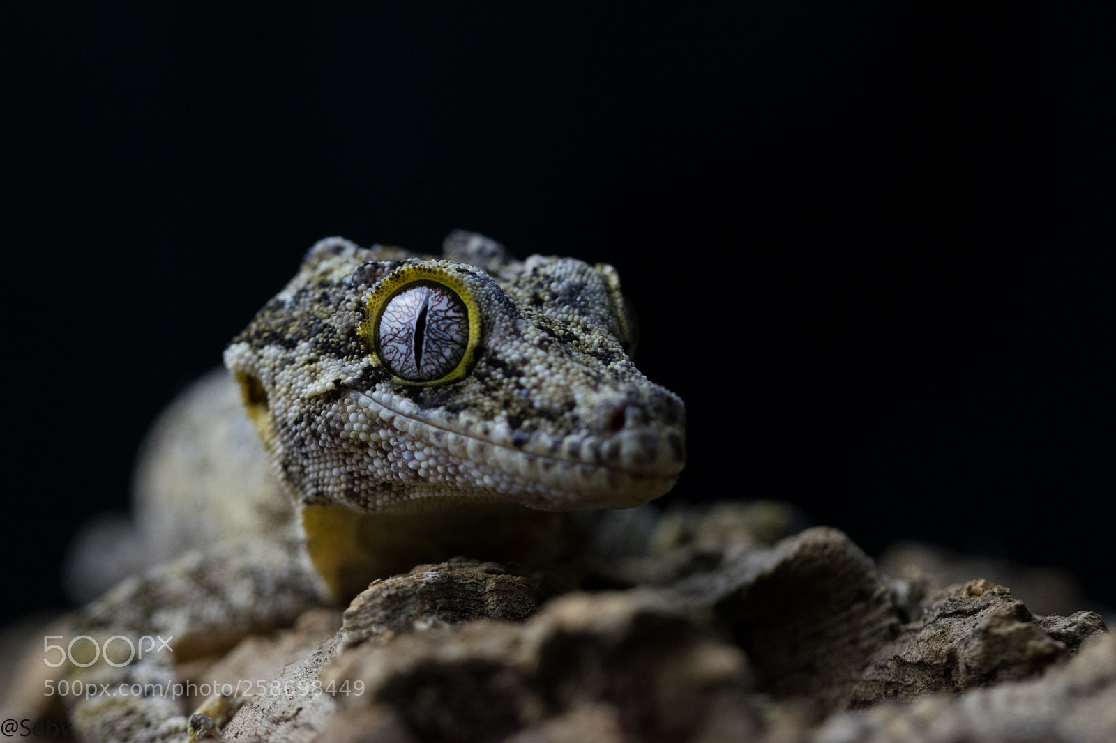 Nikon D5300 sample photo. Rhacodactylus auriculatus photography