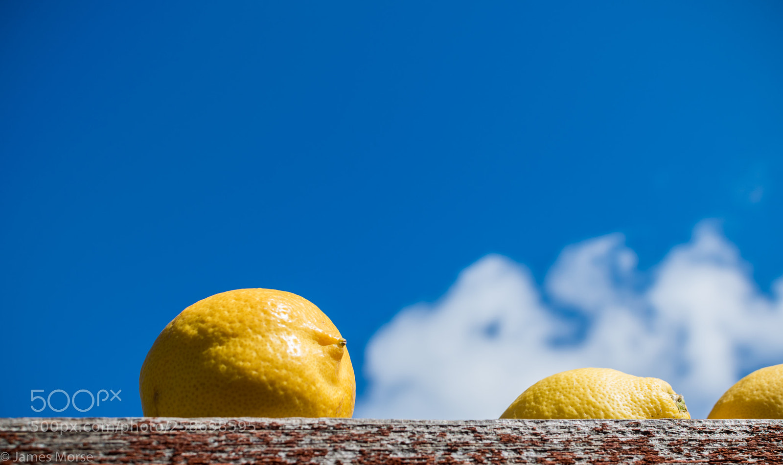 Nikon D3300 sample photo. Lemons on the fence photography
