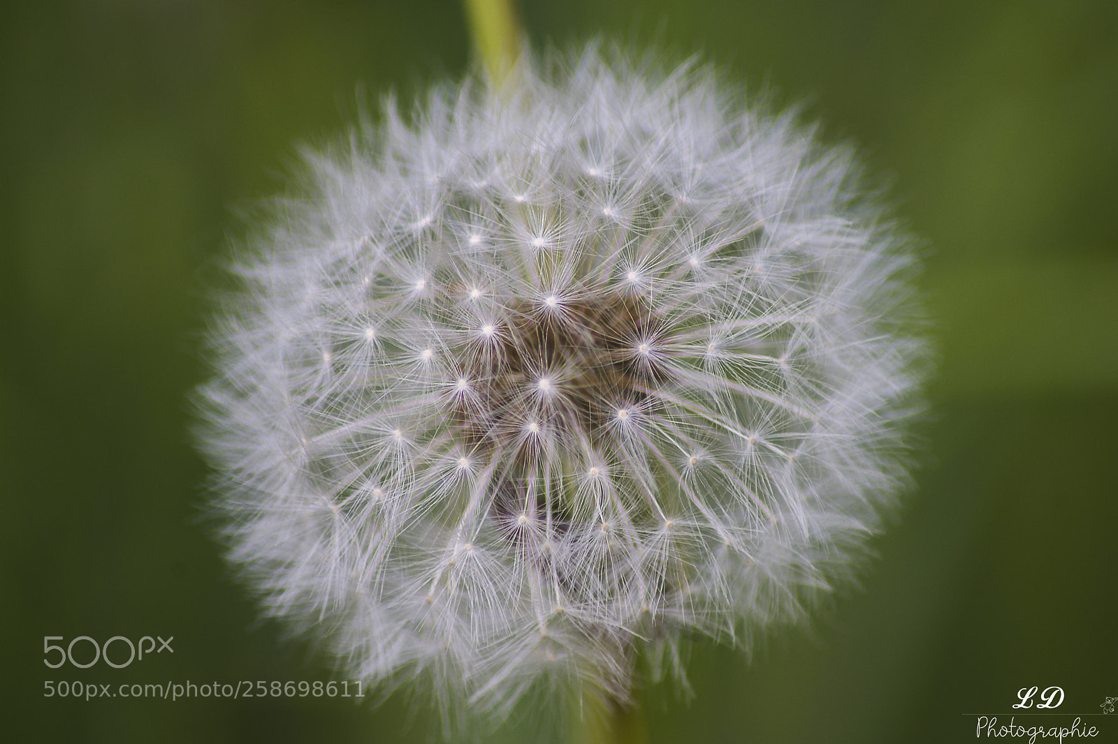 Nikon D7200 sample photo. Untitled photography