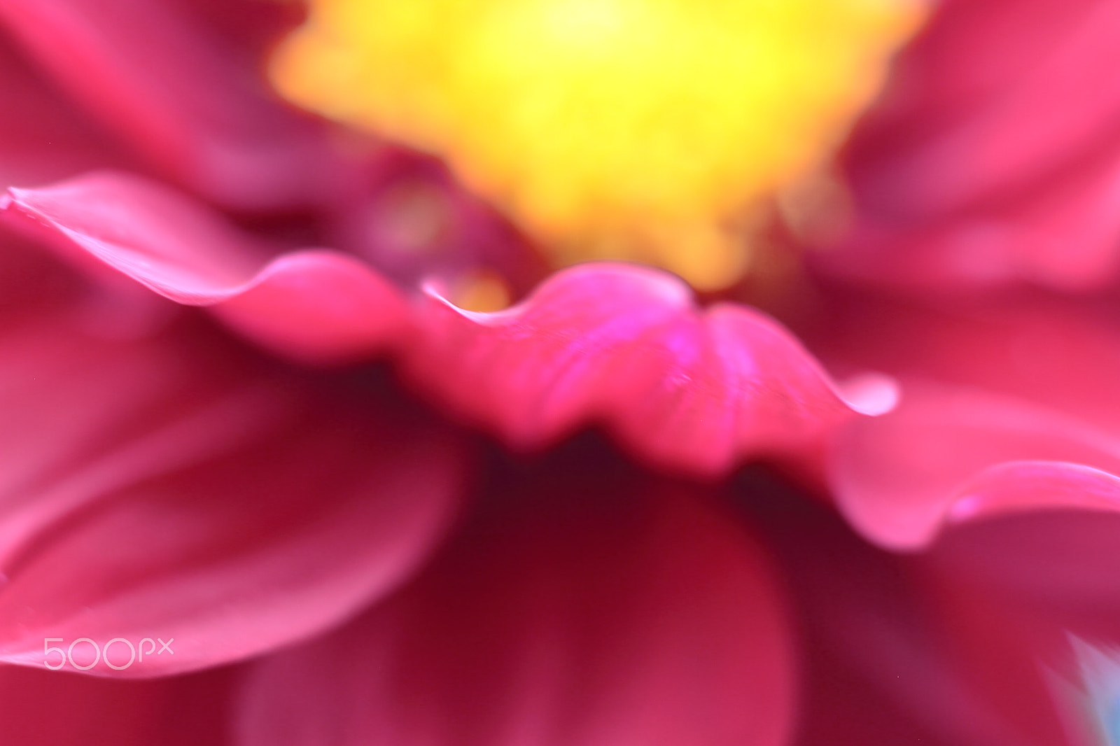 Canon EOS 7D + Canon EF 50mm F1.8 II sample photo. Petals photography
