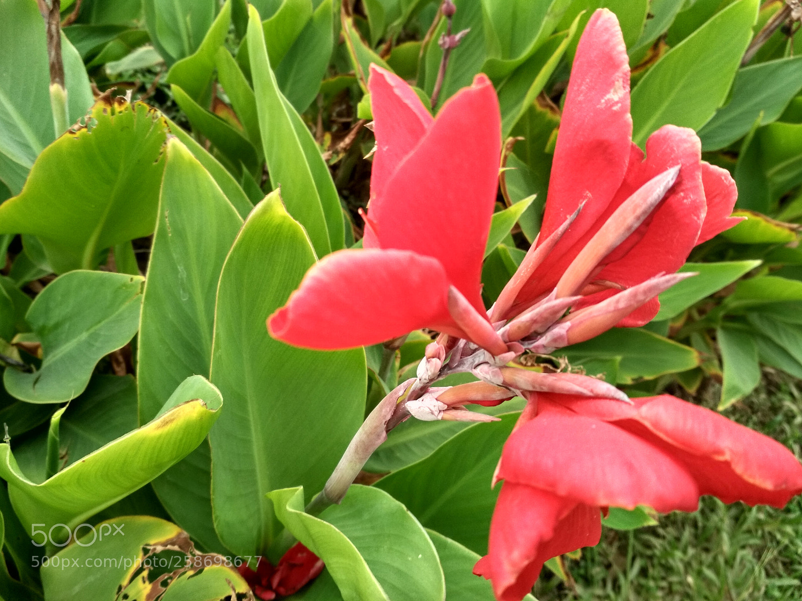 Xiaomi Redmi 4X sample photo. Untitled photography