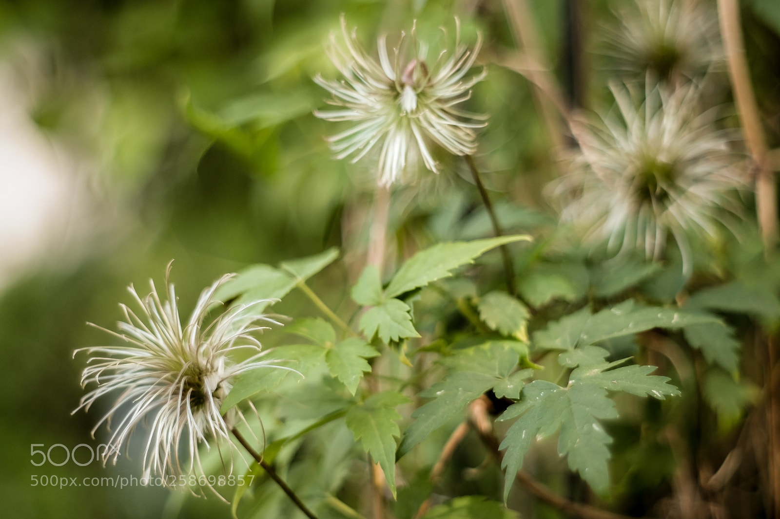 Fujifilm X-E2 sample photo. Bloom photography