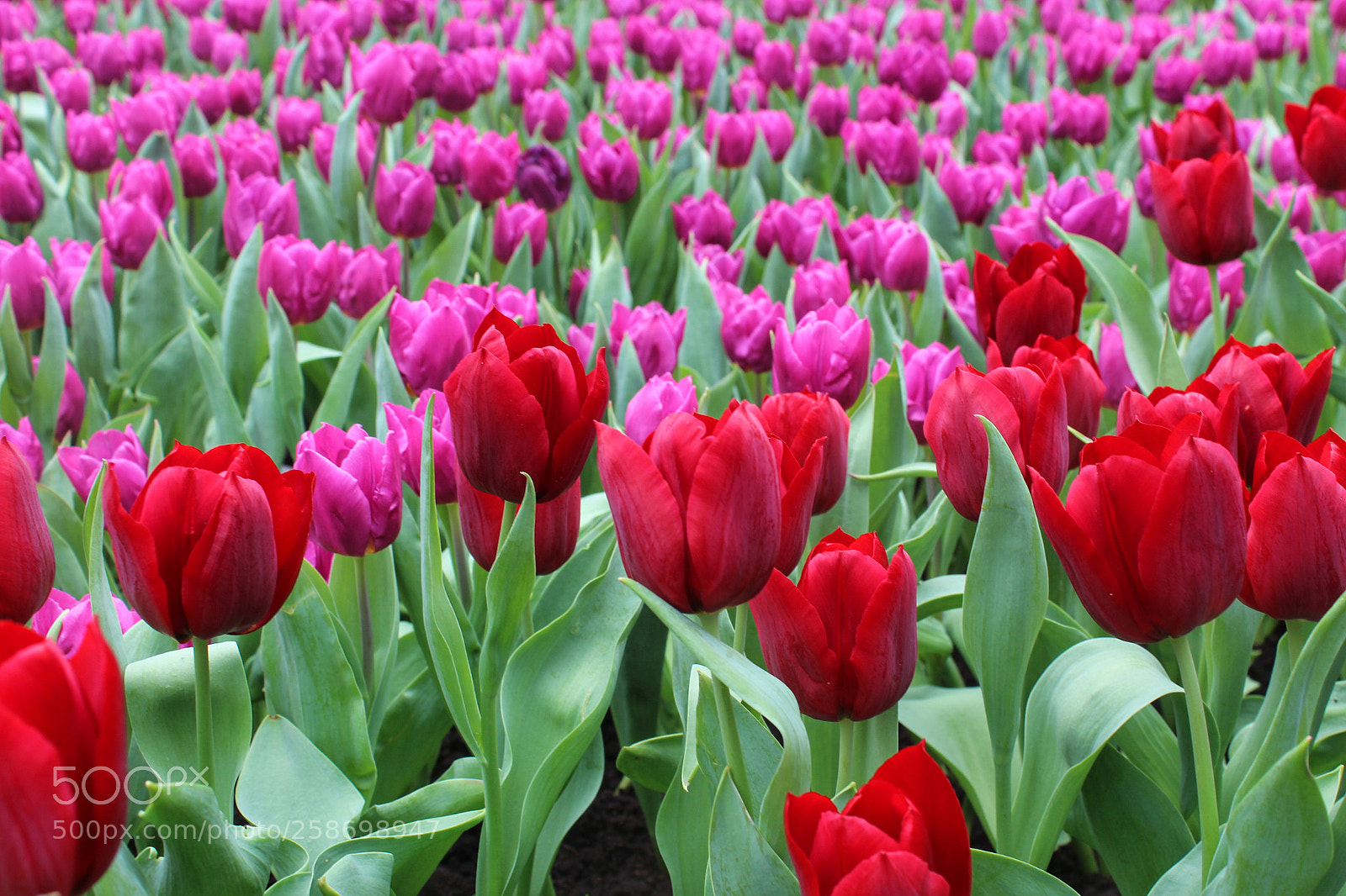 Canon EOS 600D (Rebel EOS T3i / EOS Kiss X5) sample photo. Flowers photography