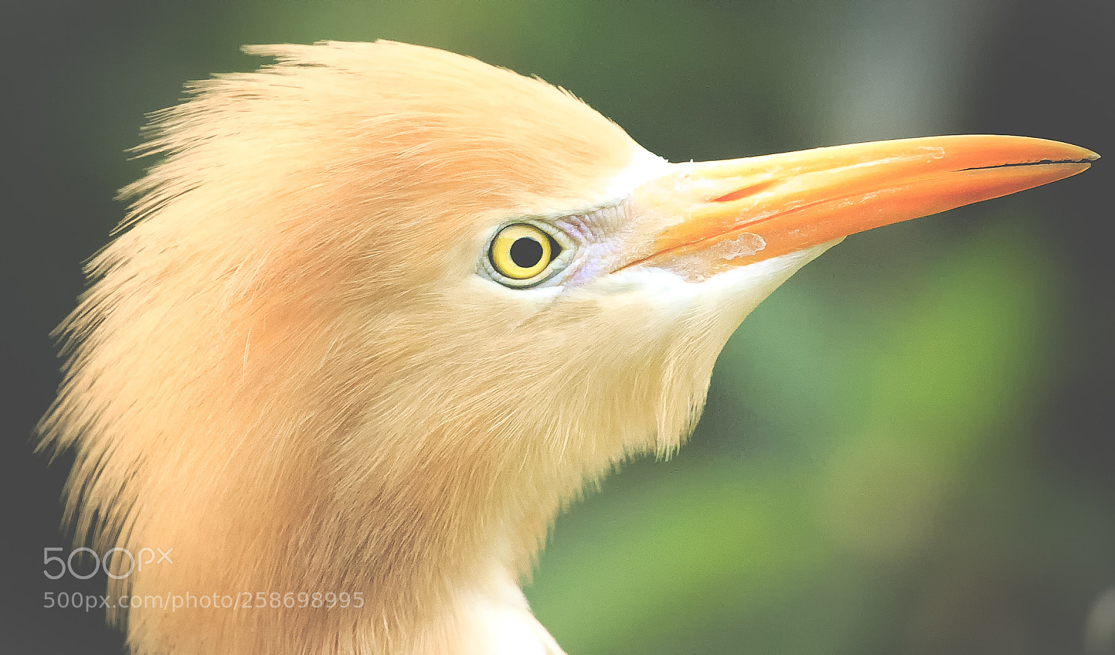 Canon EOS 7D Mark II sample photo. Young cattle egret photography