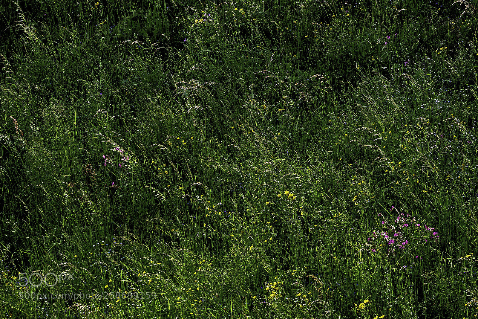 Panasonic Lumix DMC-GX85 (Lumix DMC-GX80 / Lumix DMC-GX7 Mark II) sample photo. _1020070.jpg photography