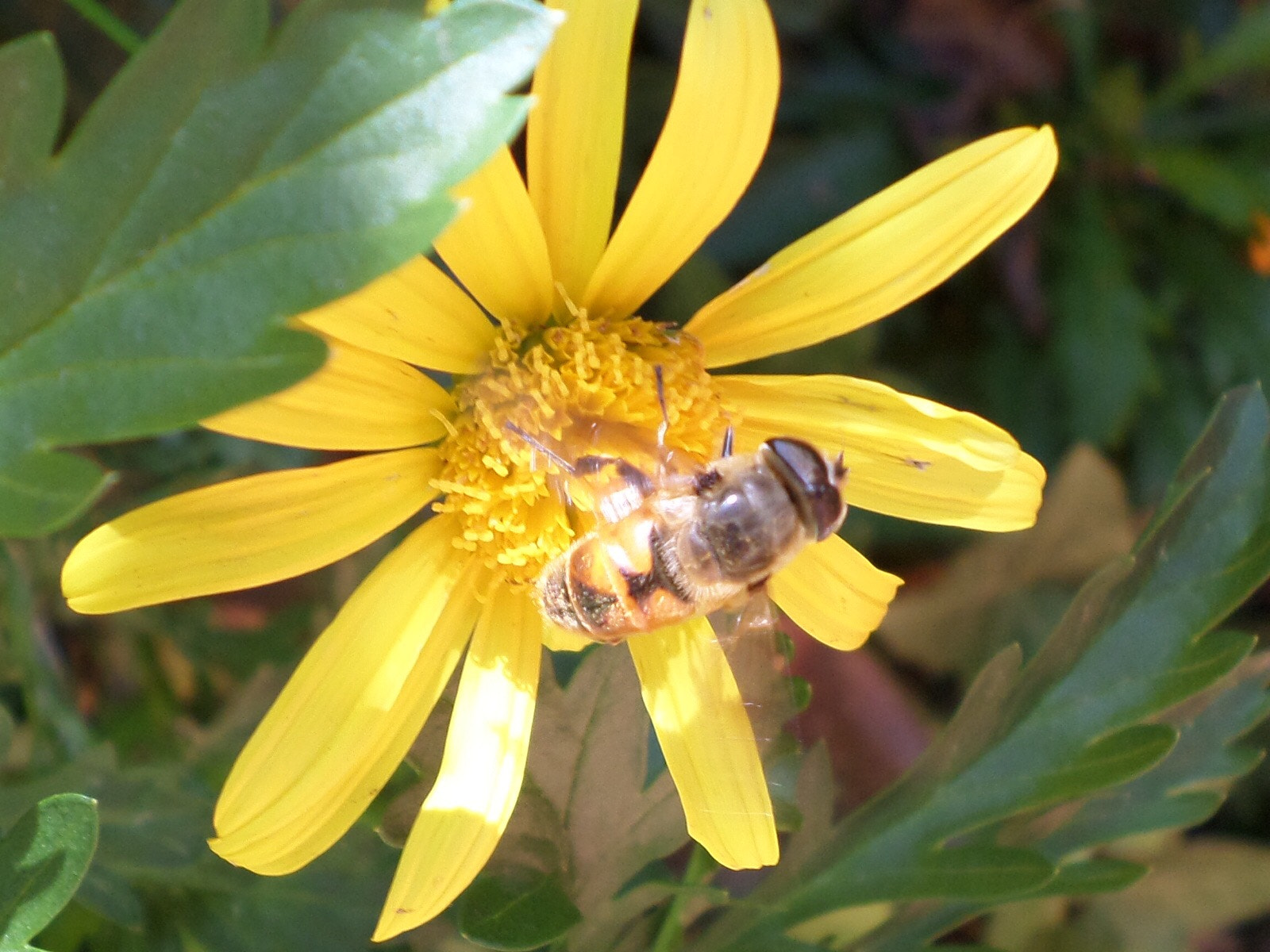 Samsung DV150F/DV151F/DV155F sample photo. Bee happy  photography