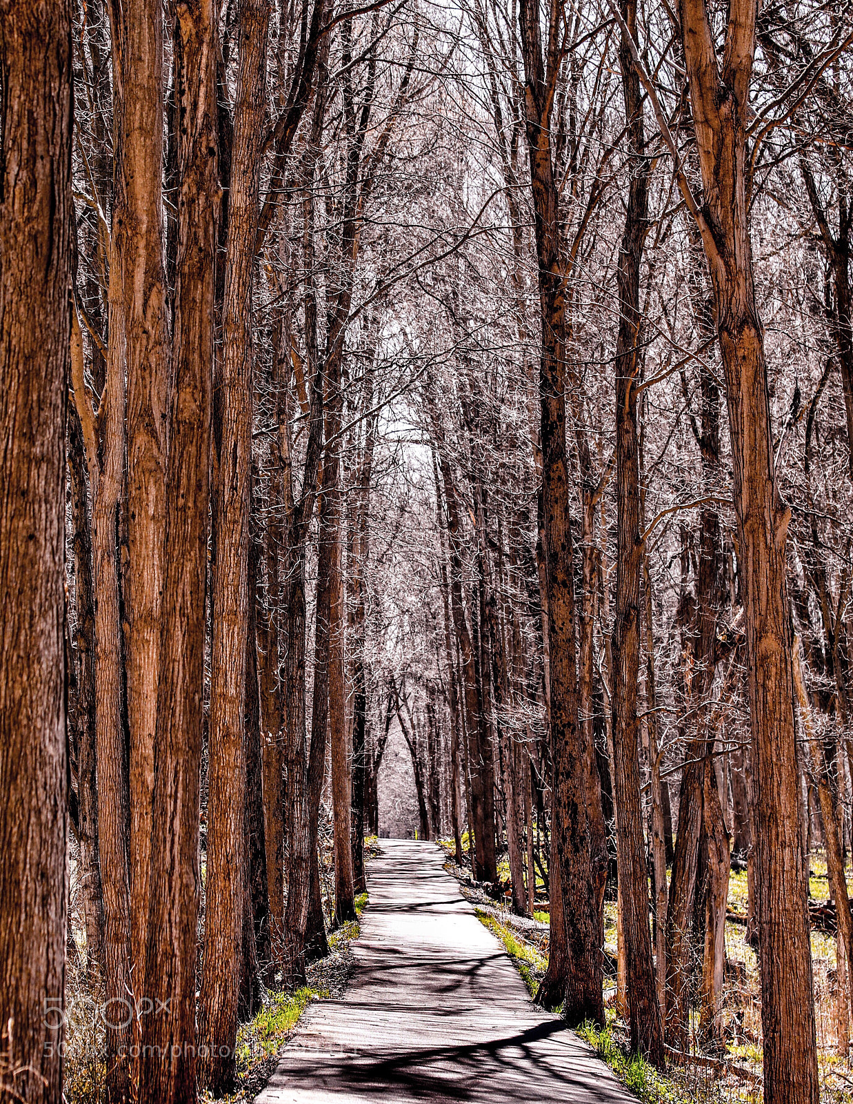 Canon EOS 5D Mark IV sample photo. Bliss woods photography