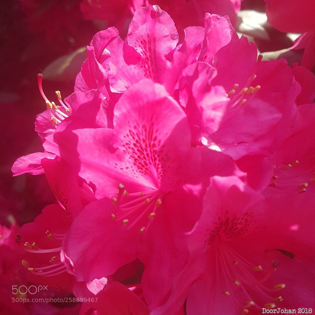 Samsung Galaxy S7 sample photo. Rododendron photography