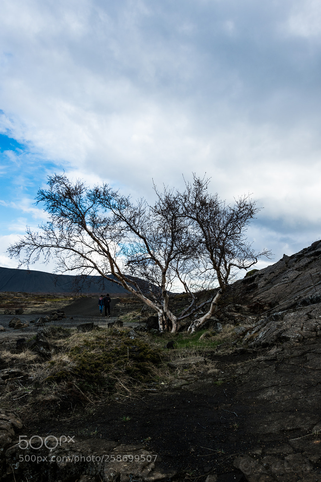 Nikon D5300 sample photo. Loney tree photography