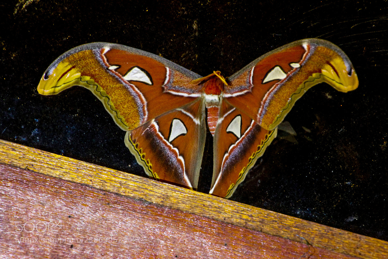 Canon EOS 7D sample photo. World's largest moth photography