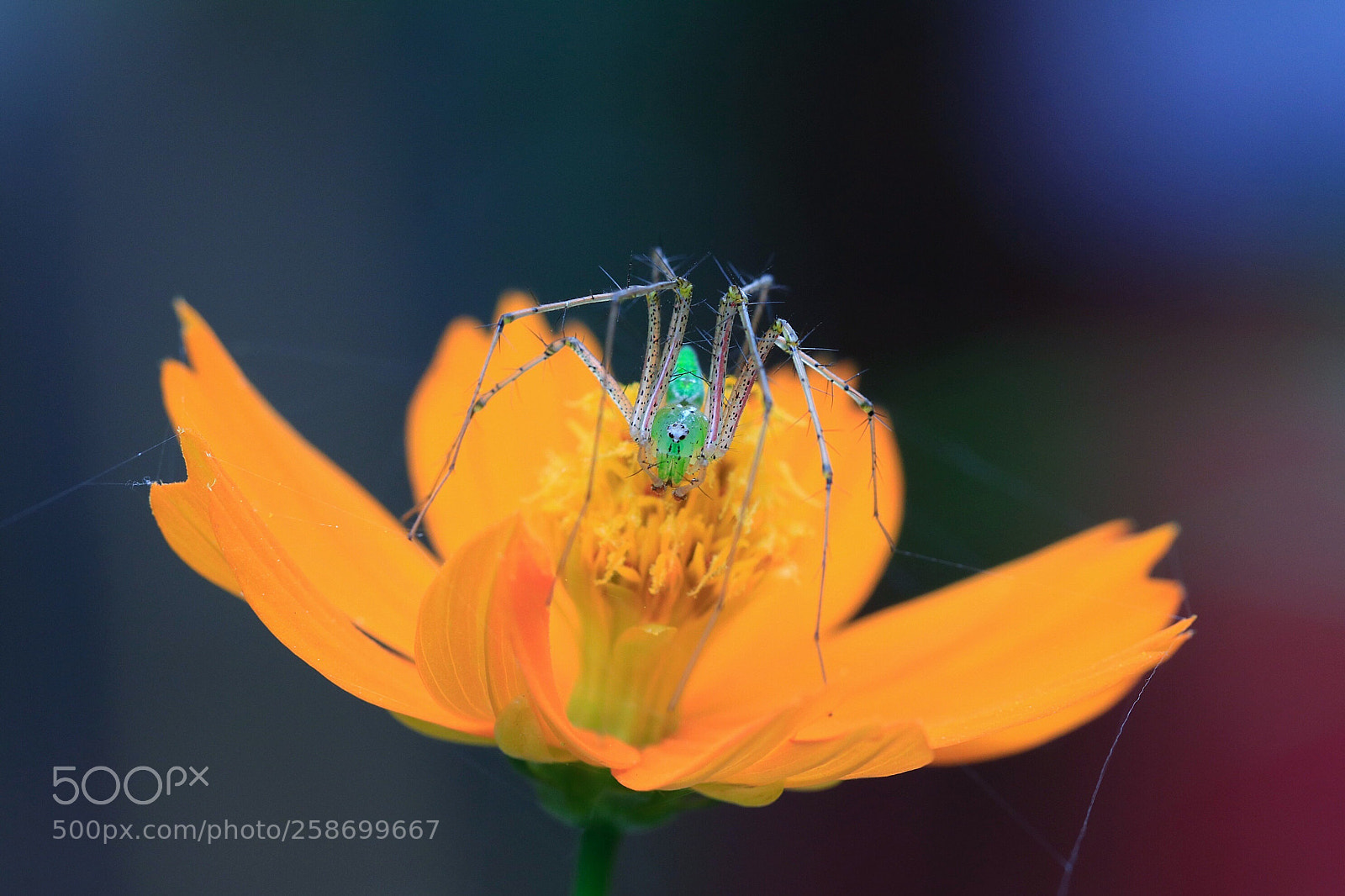 Canon EOS 80D sample photo. Green lynx spider photography