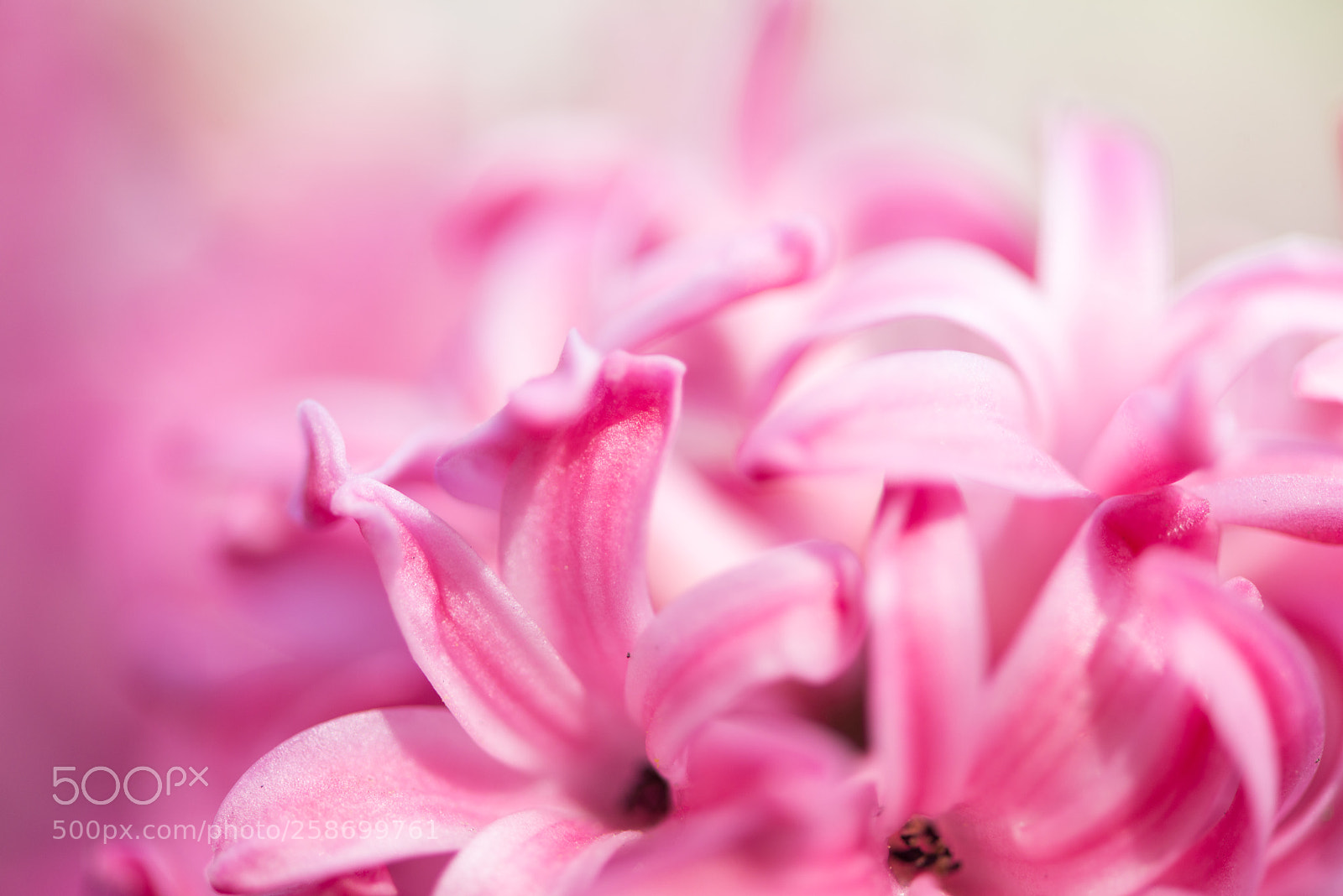 Nikon D800E sample photo. Spring flowers photography