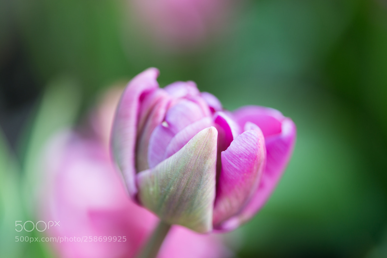 Nikon D800E sample photo. Spring flowers photography