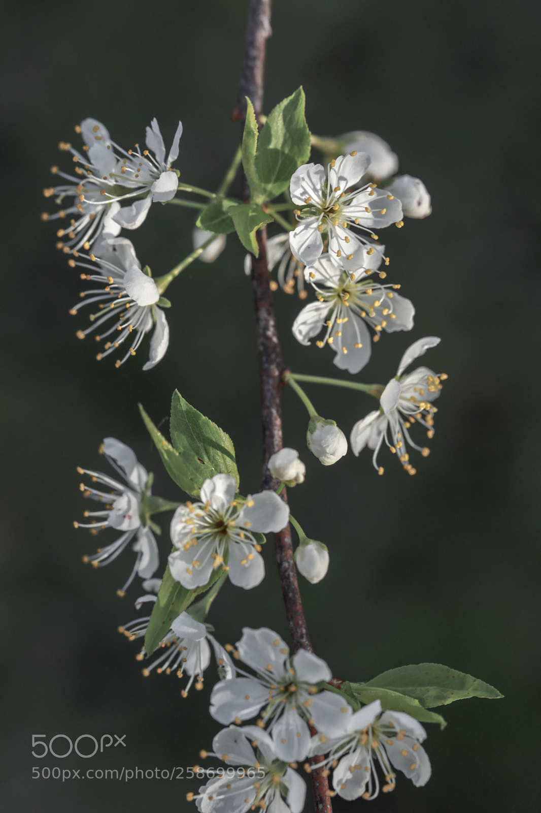 Canon EOS 5D Mark IV sample photo. Spring bloom photography