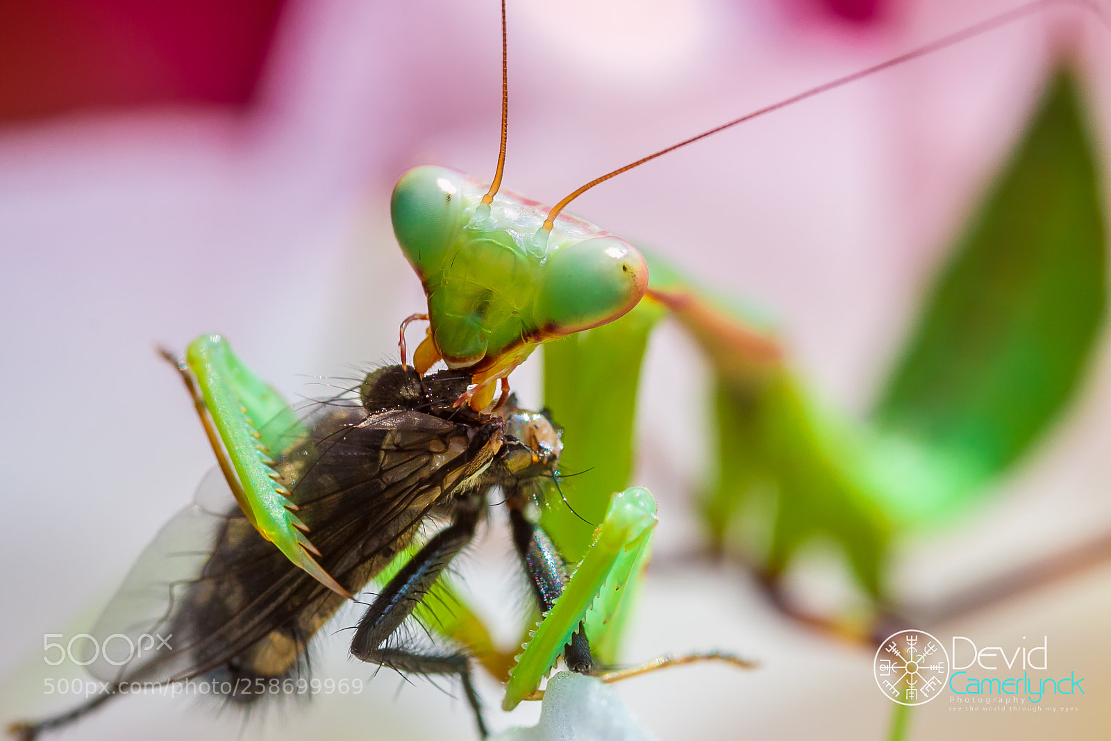 Canon EOS 50D sample photo. Mantis dinner time photography