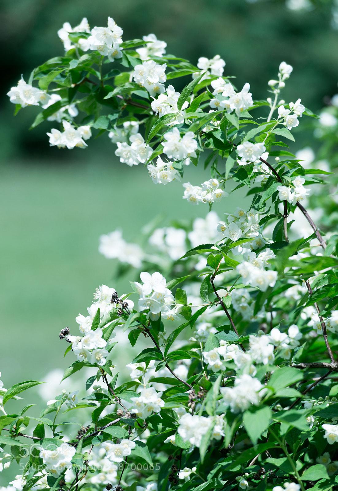 Nikon D800E sample photo. Jasmine bush photography