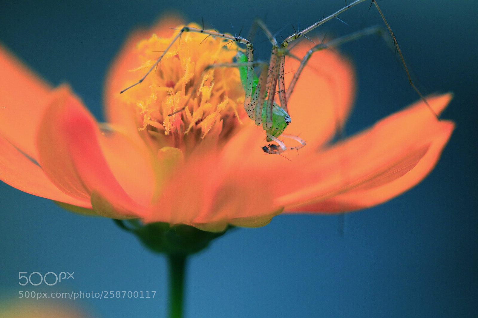 Canon EOS 80D sample photo. Green lynx spider  photography