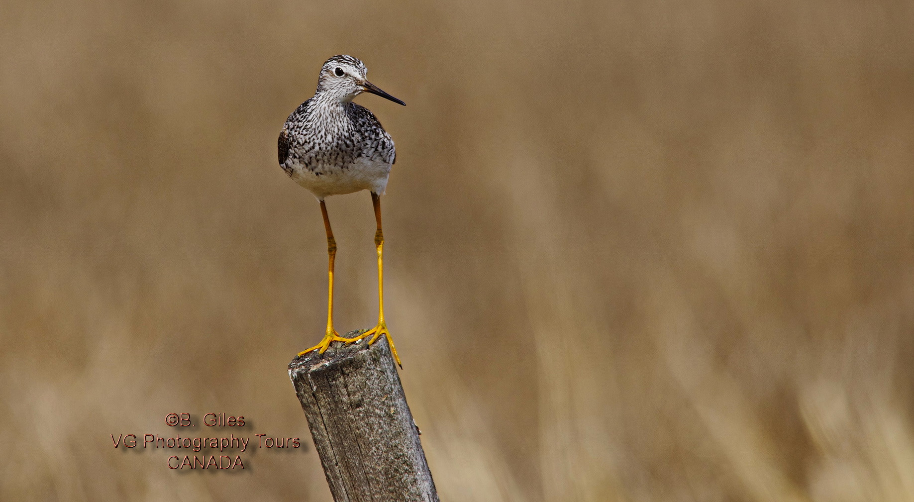 Sigma 150-500mm F5-6.3 DG OS HSM sample photo. Getting a better view photography