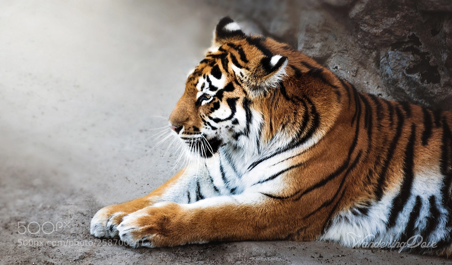 Nikon D3200 sample photo. Tiger, tiger... photography