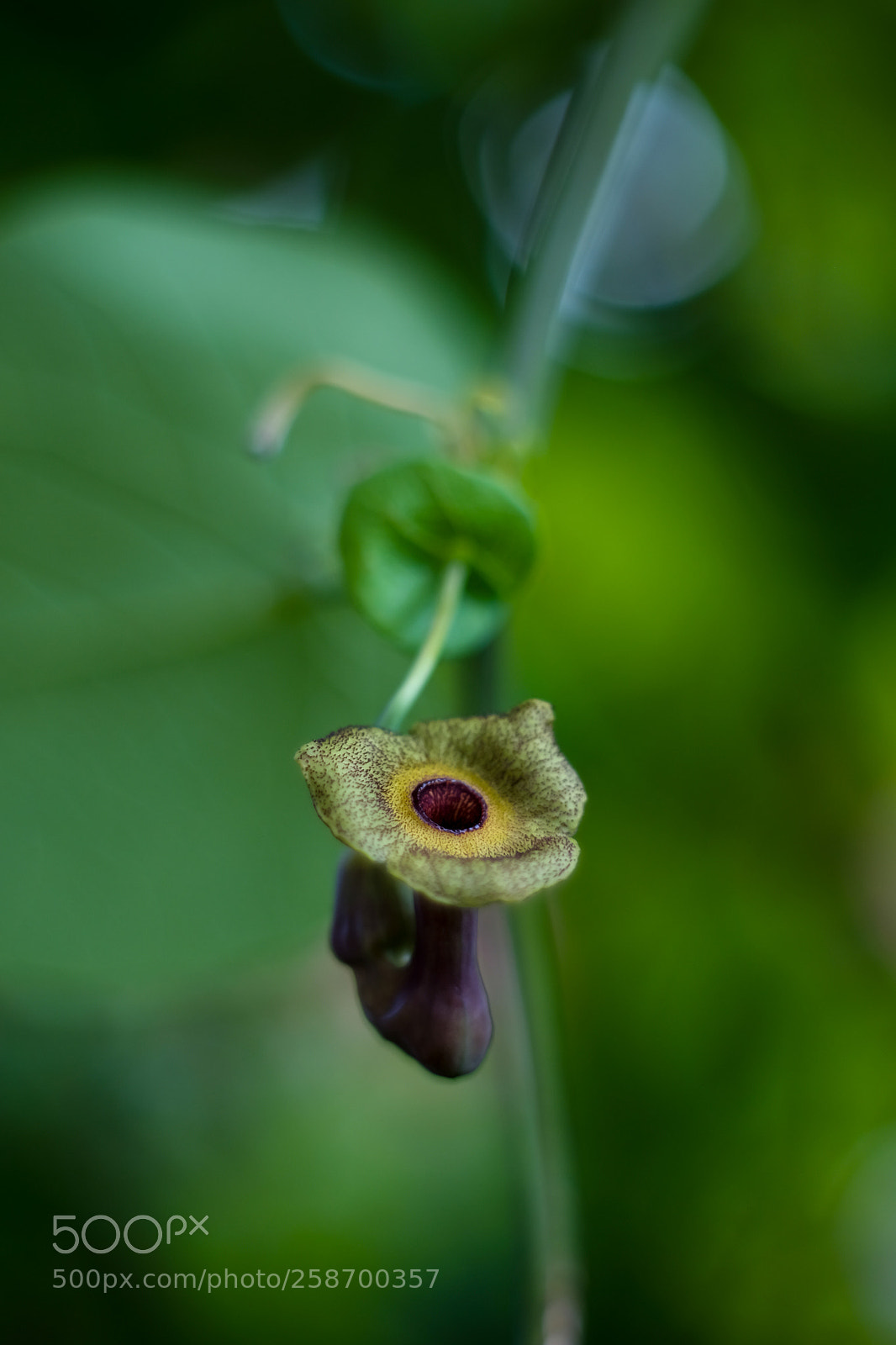 Fujifilm X-E2 sample photo. Dutchman's pipe photography