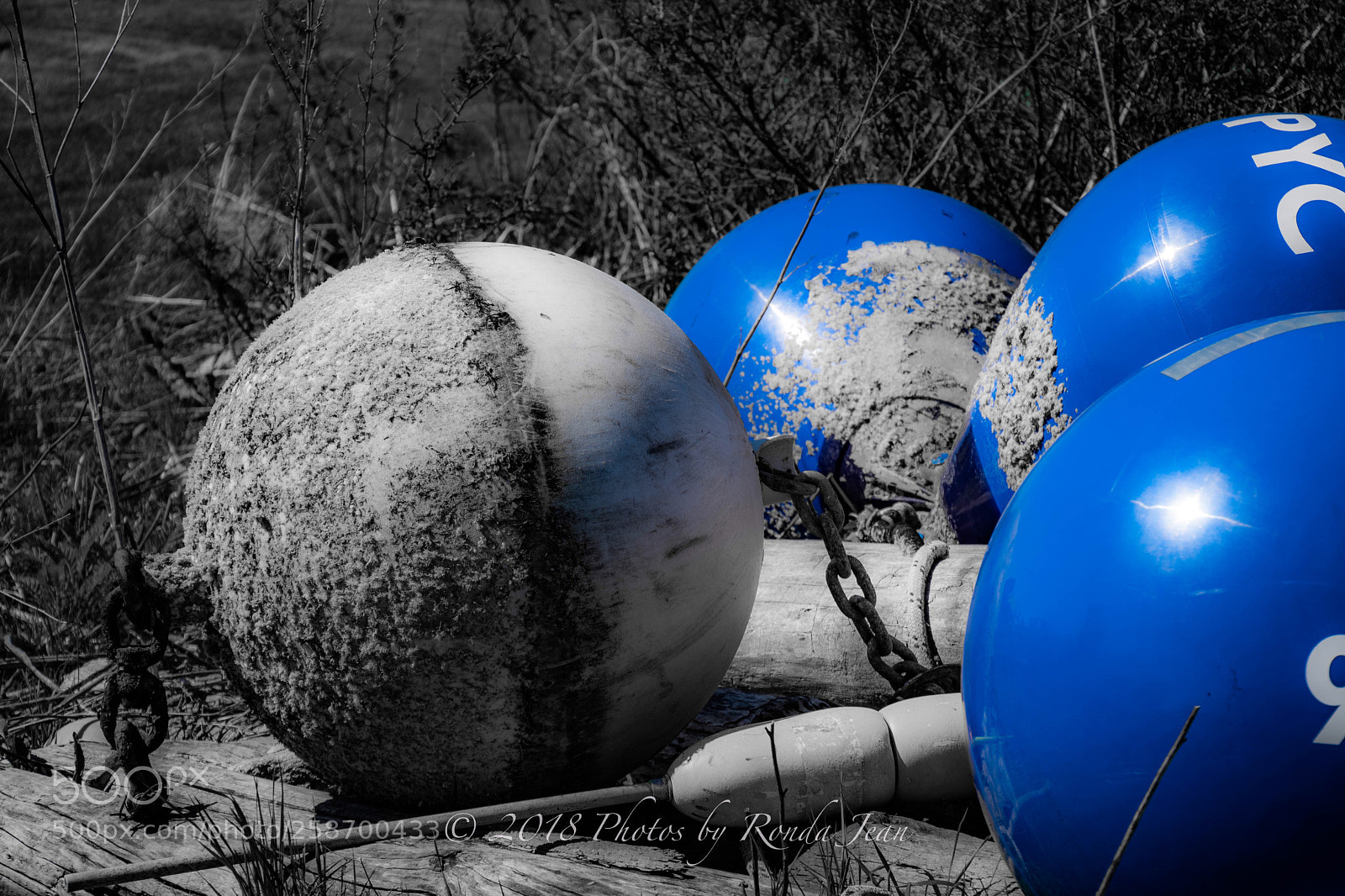 Nikon D500 sample photo. Untitled photography