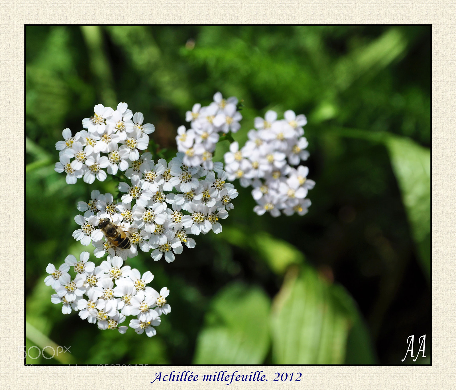Nikon D90 sample photo. Achillée millefeuille. photography