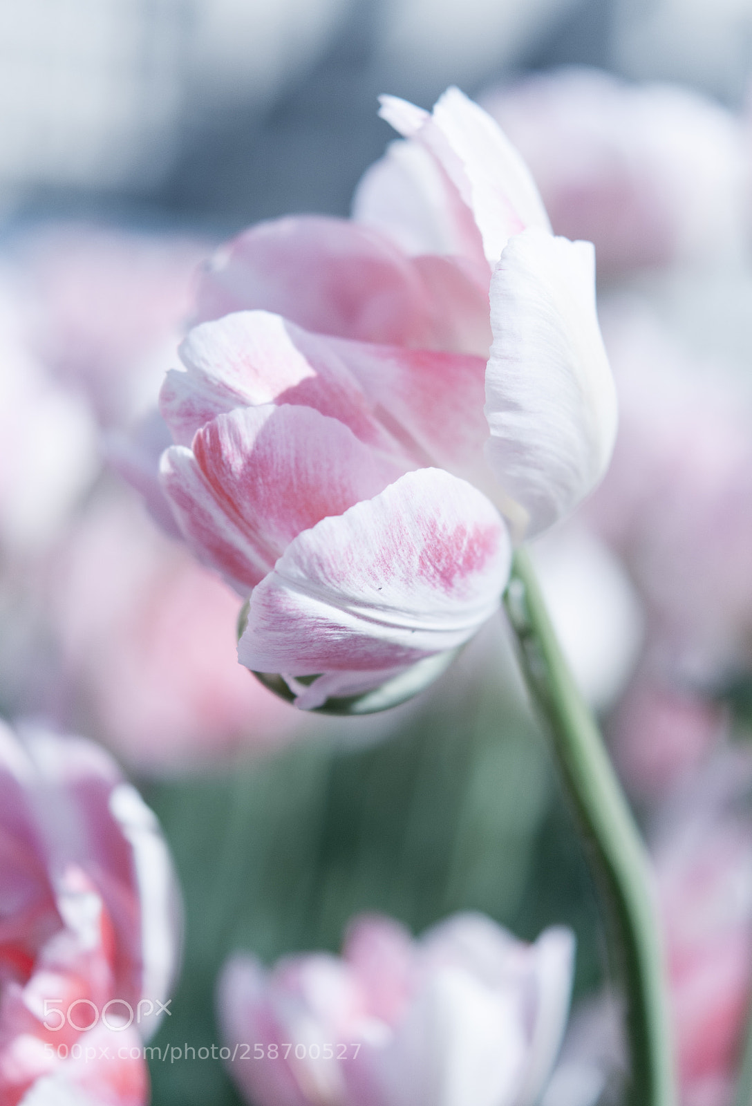 Nikon D300S sample photo. Tulips macro photography