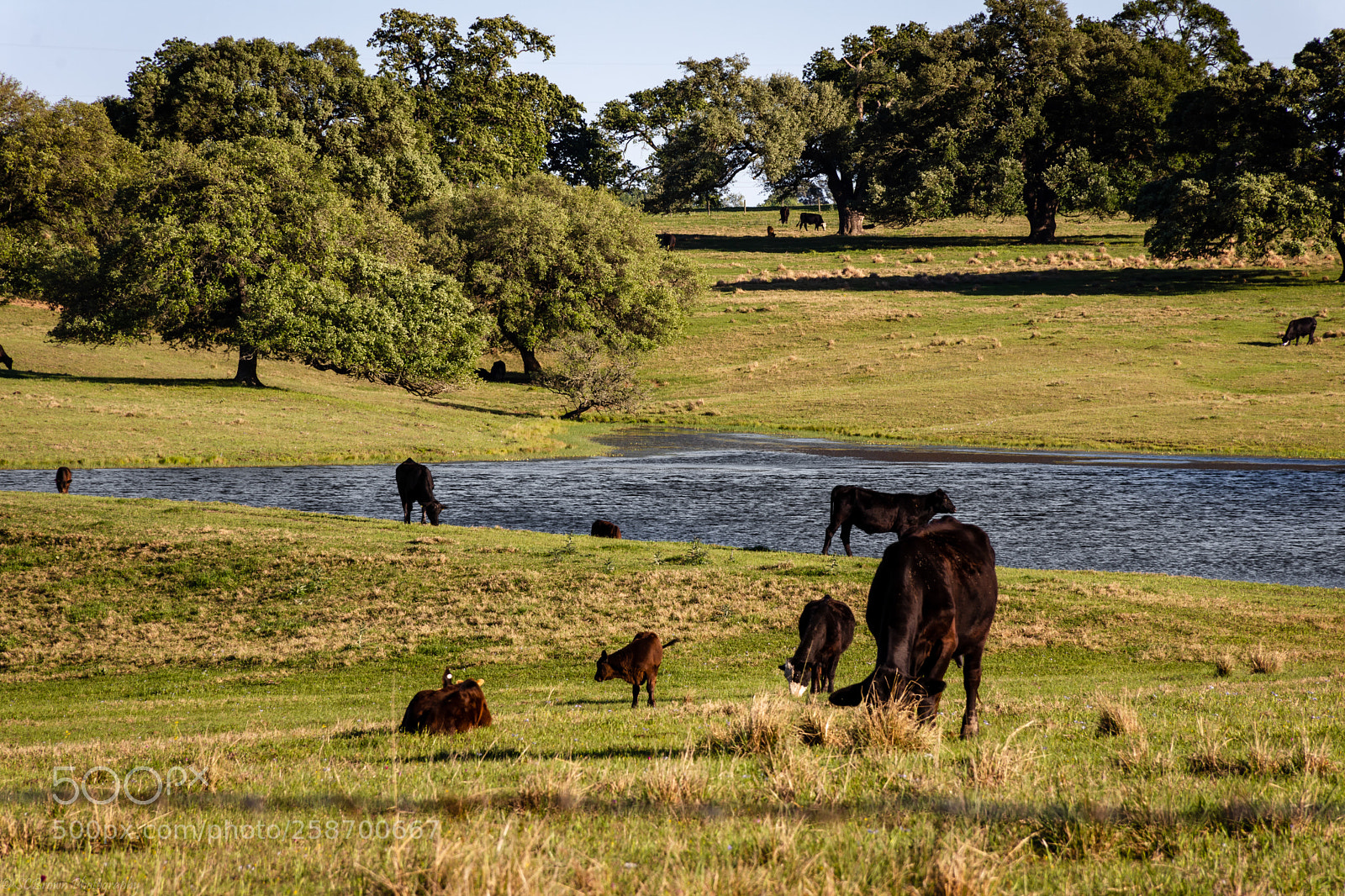 Nikon D7200 sample photo. Pasture photography