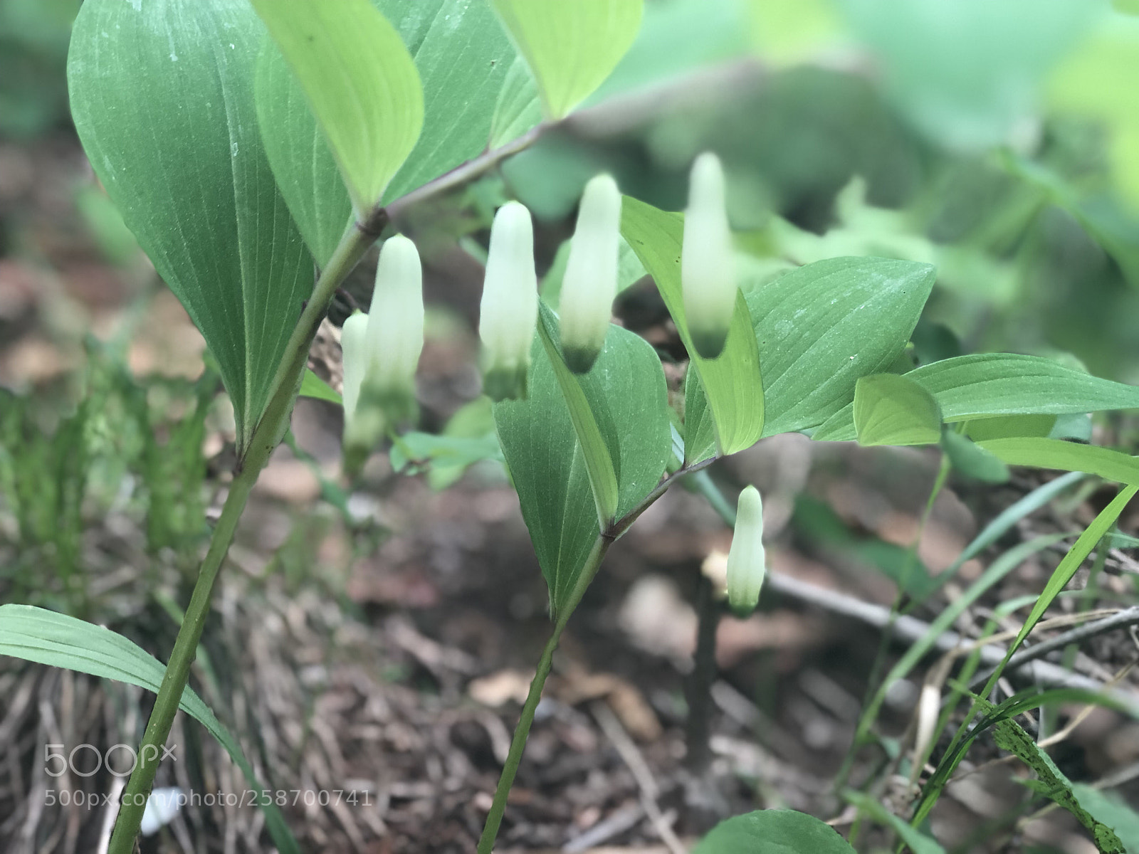 Apple iPhone 8 Plus sample photo. Polygonatum, early summer photography
