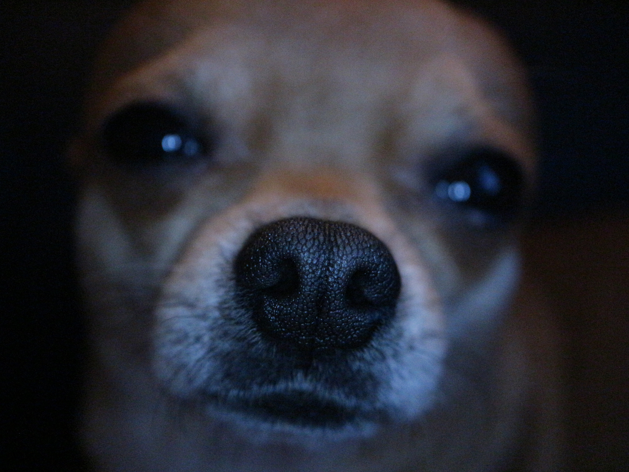 Canon EOS M10 + Canon EF-M 28mm F3.5 Macro IS STM sample photo. Bobby the chihuahua photography