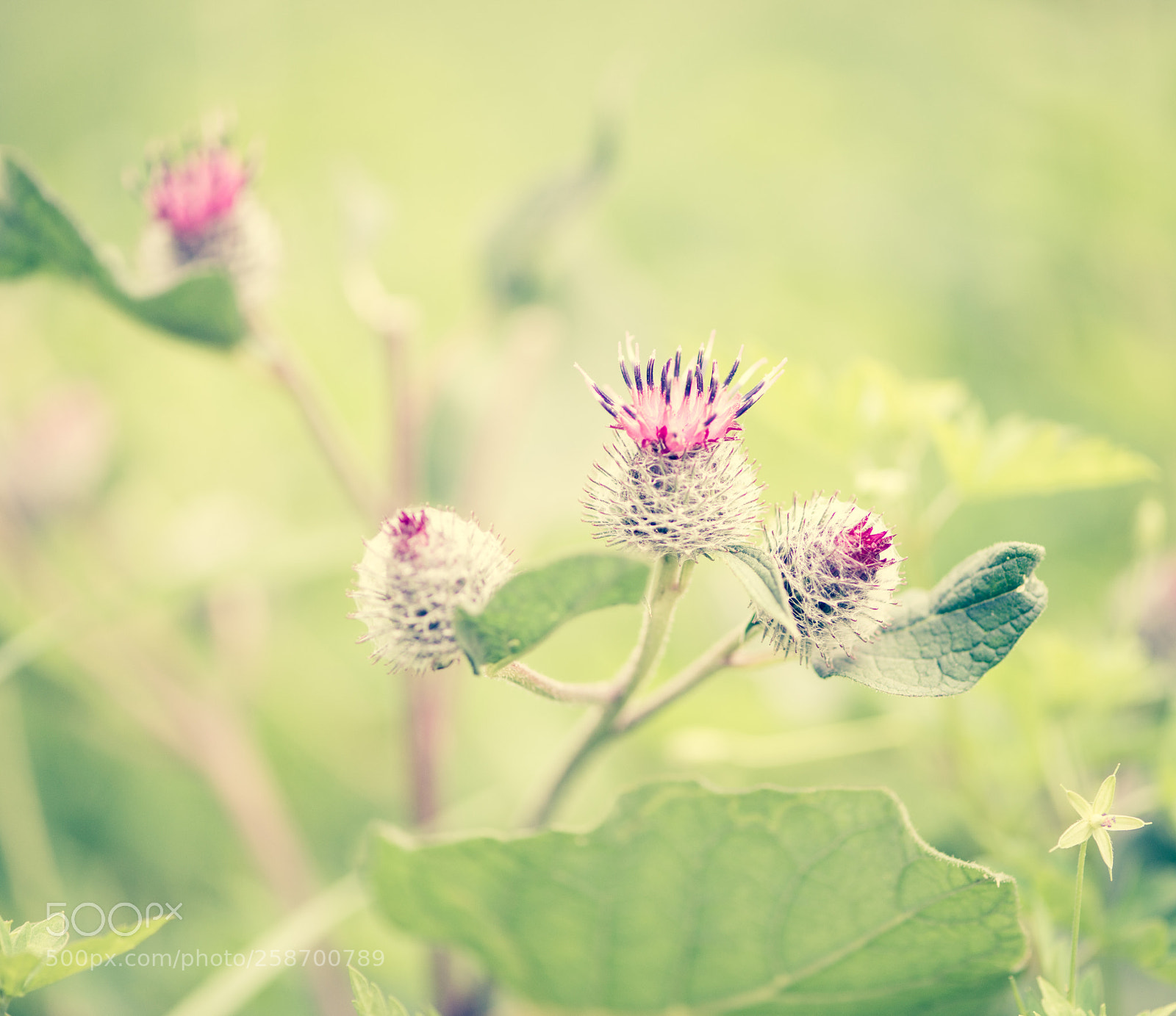 Nikon D800E sample photo. Summer spring photography