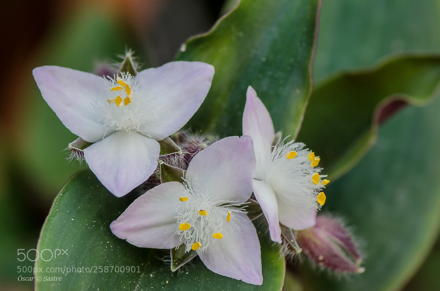 Nikon D7000 sample photo. Flowers photography