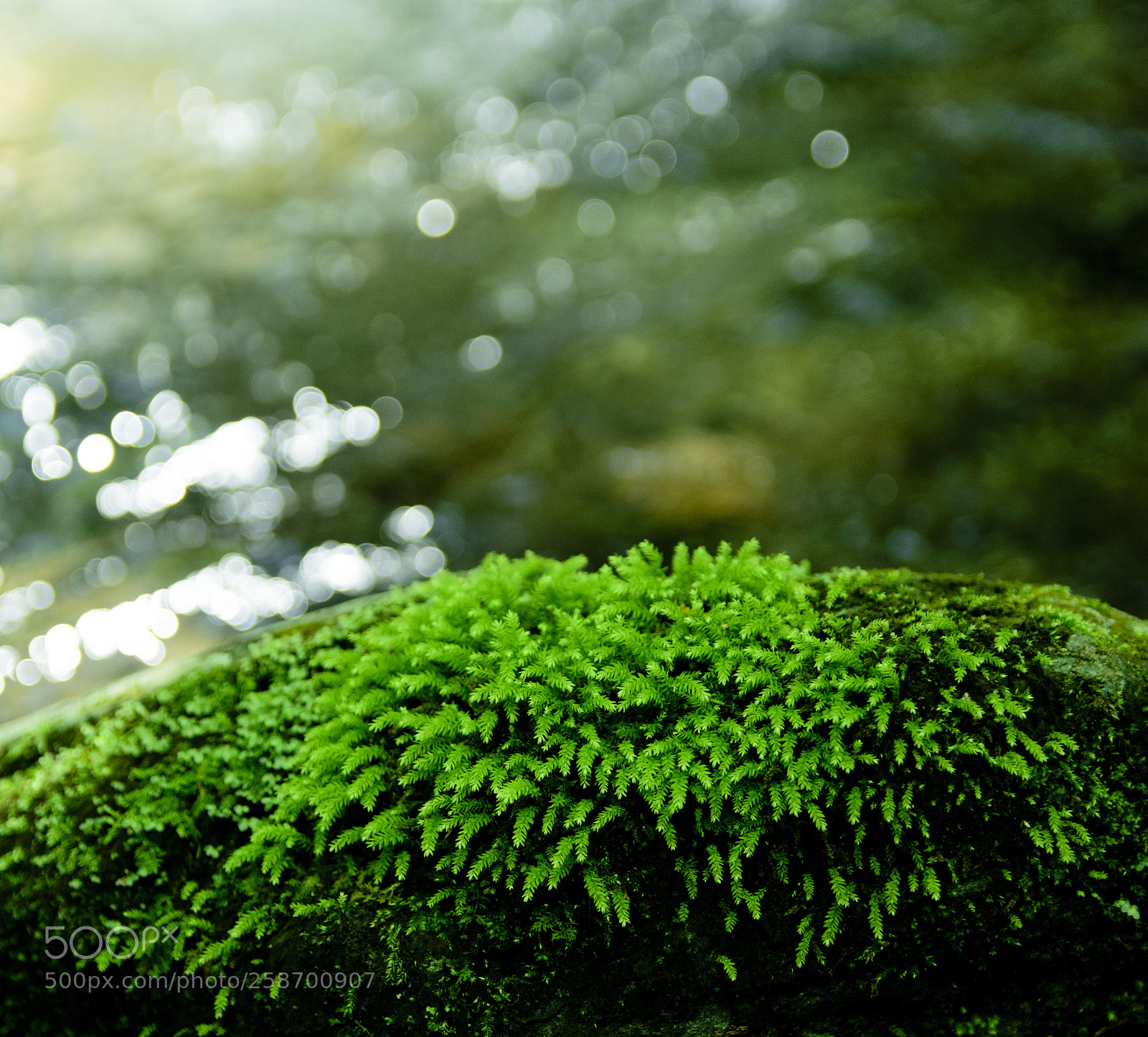 Nikon D7200 sample photo. Green moss photography