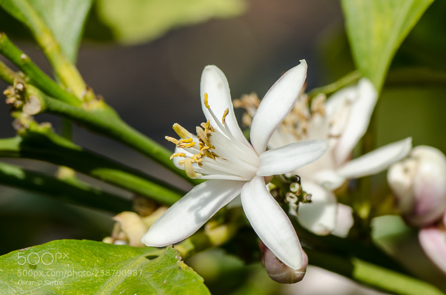Nikon D7000 sample photo. Lemon future photography