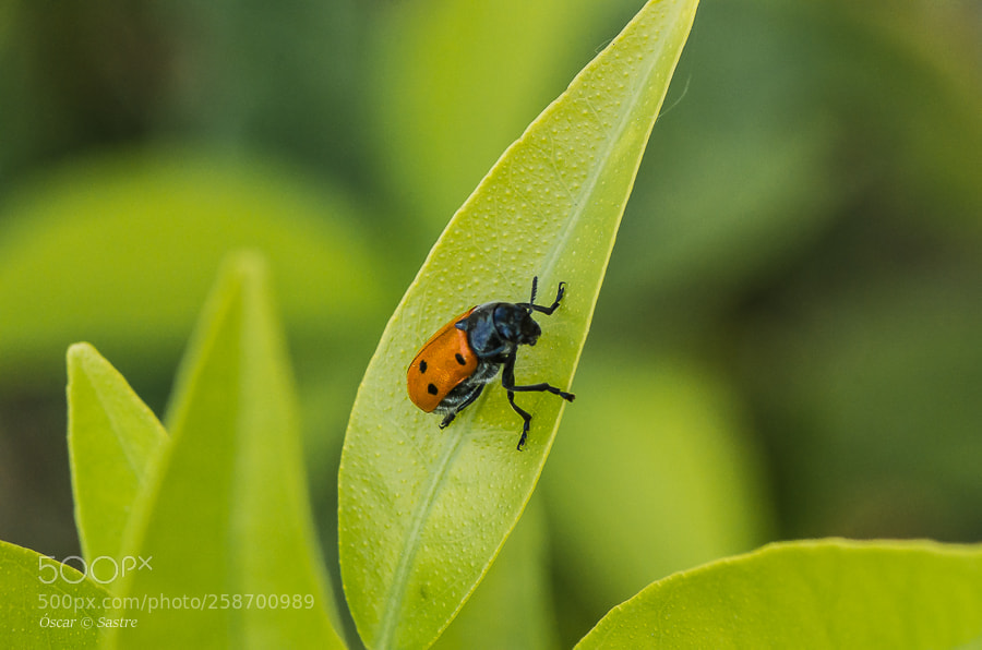 Nikon D7000 sample photo. Insect photography