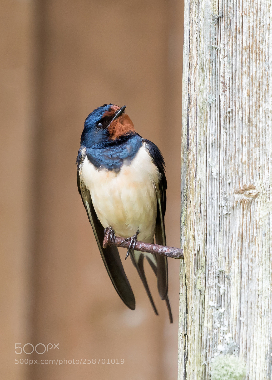 Canon EOS 5D Mark IV sample photo. Swallow photography