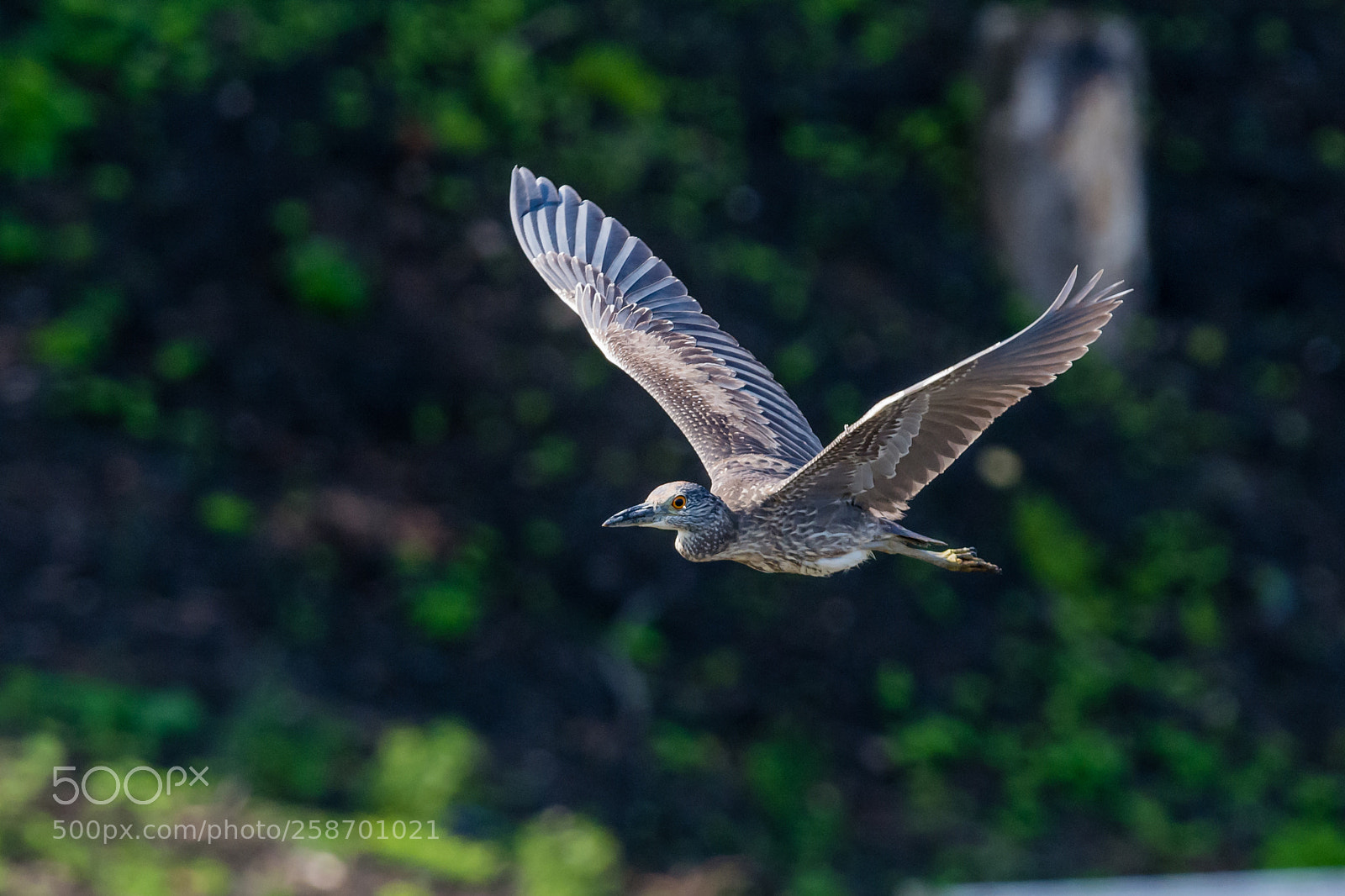 Nikon D7100 sample photo. Great blue heron soaring photography