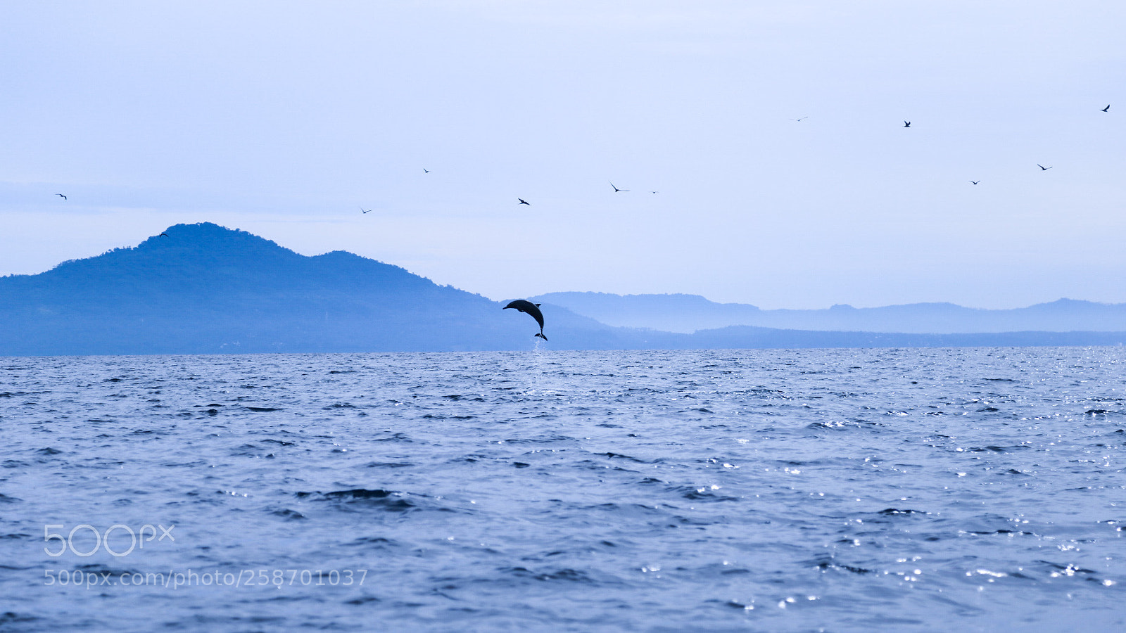 Canon EOS 6D sample photo. Dolphin photography